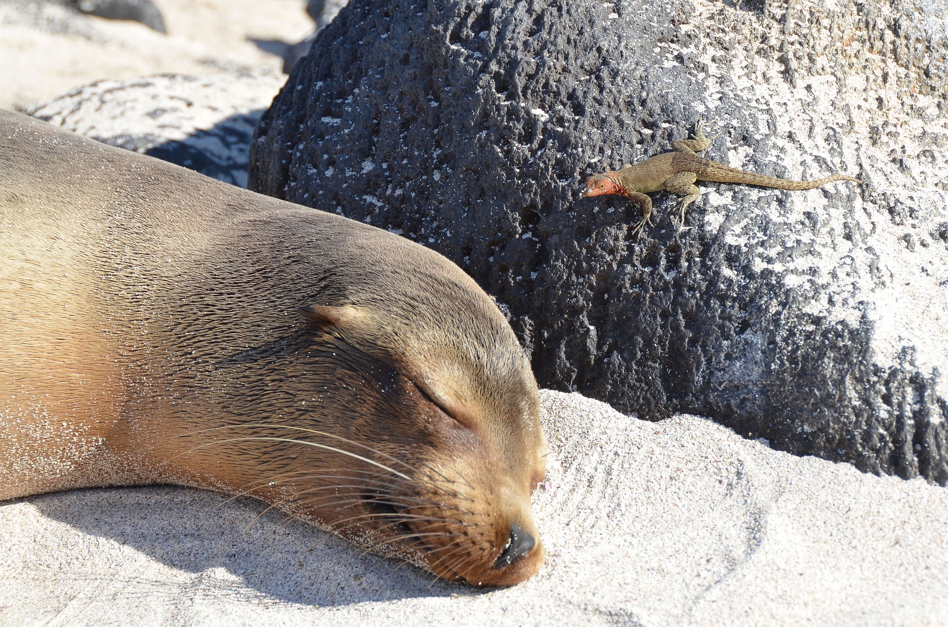 Bartolome Island Tour experience details