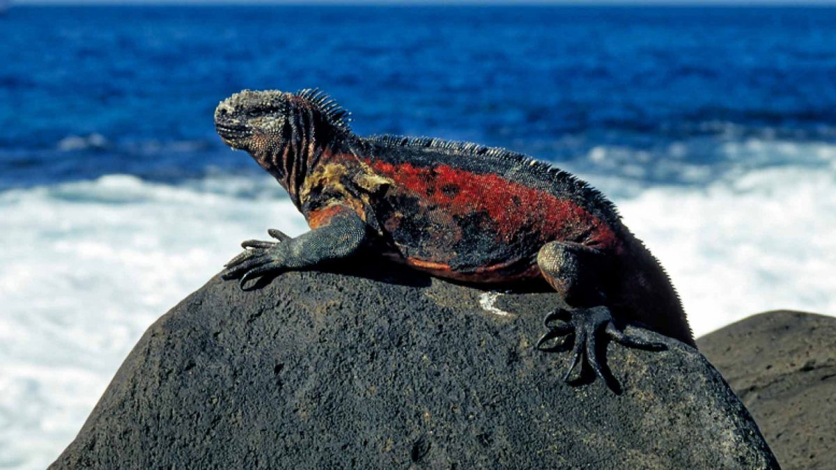 Galapagos tour