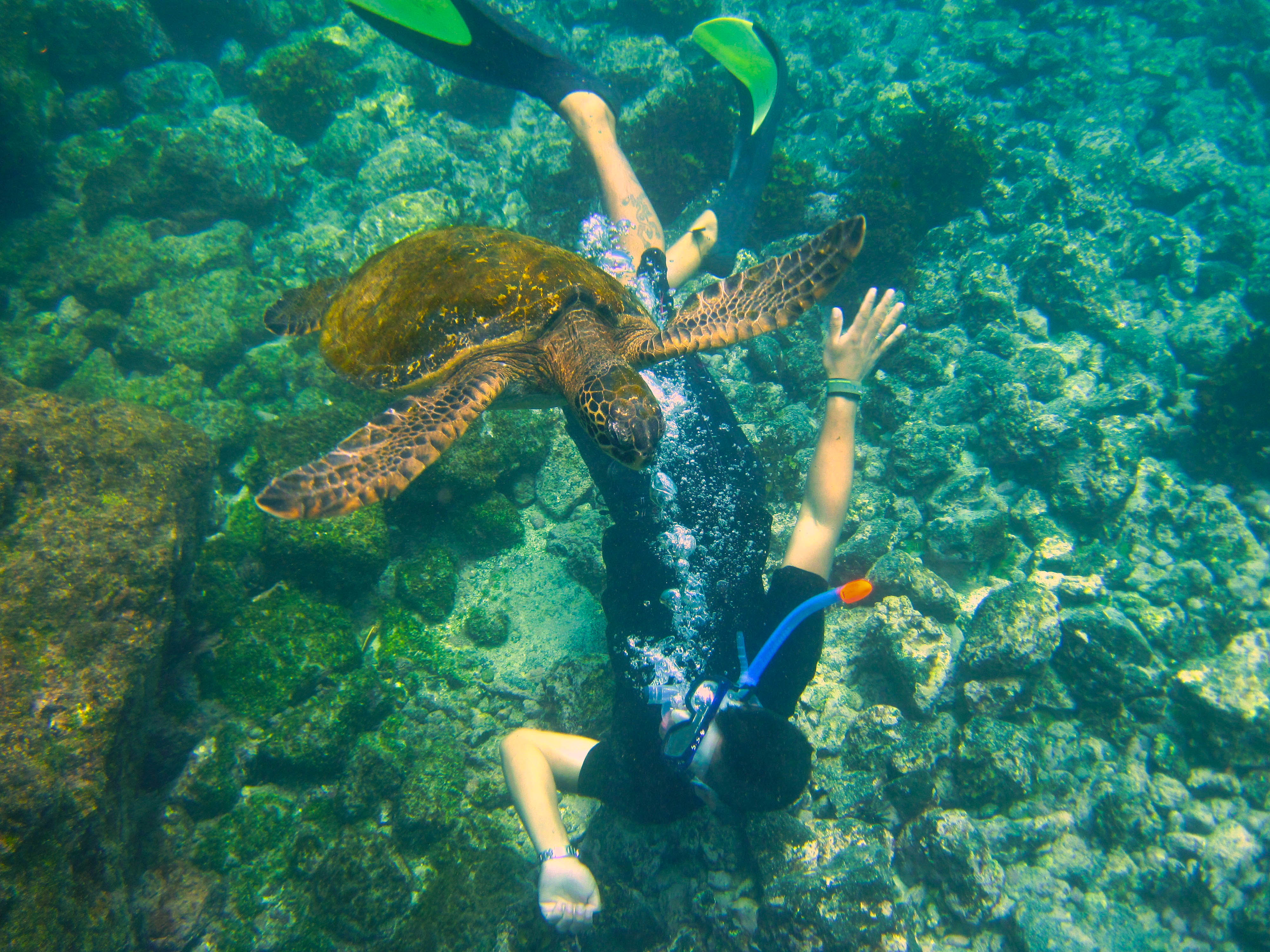 Pinzon Island tour
