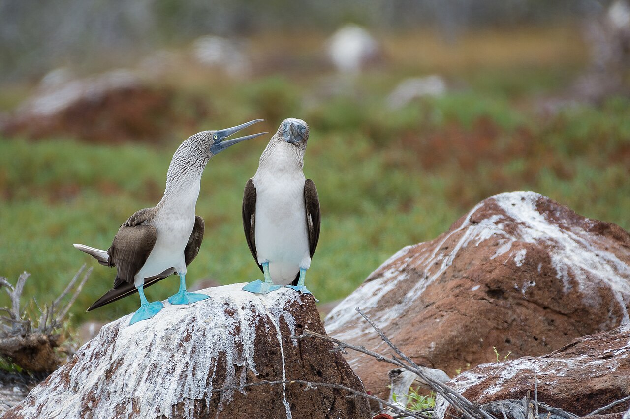 Quito & Galapagos primary highlight