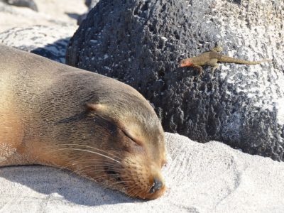 galapagos-islands-2380429_1920