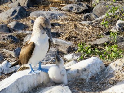 blue-footed-booby-2422192_1920 galapagos