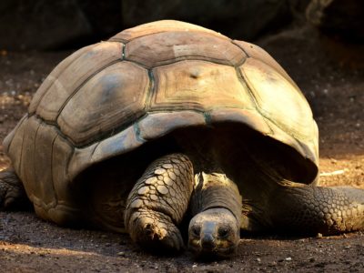 giant-tortoises-2872006_1920