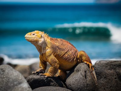iguana-3500924_1920