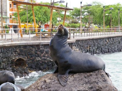 sea-lion-3235365_1920